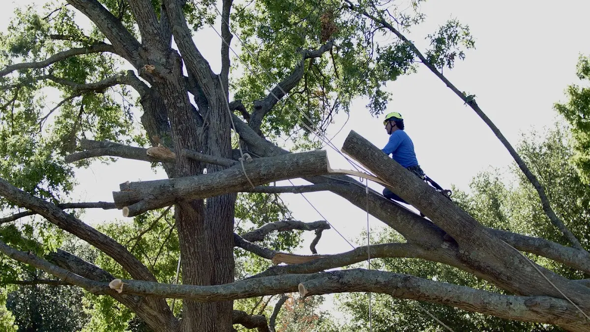 Professional Crown Thinning performed by certified arborists in Hollister